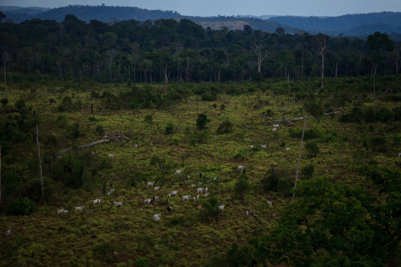 Incêndio florestal avançando sobre a vegetação
