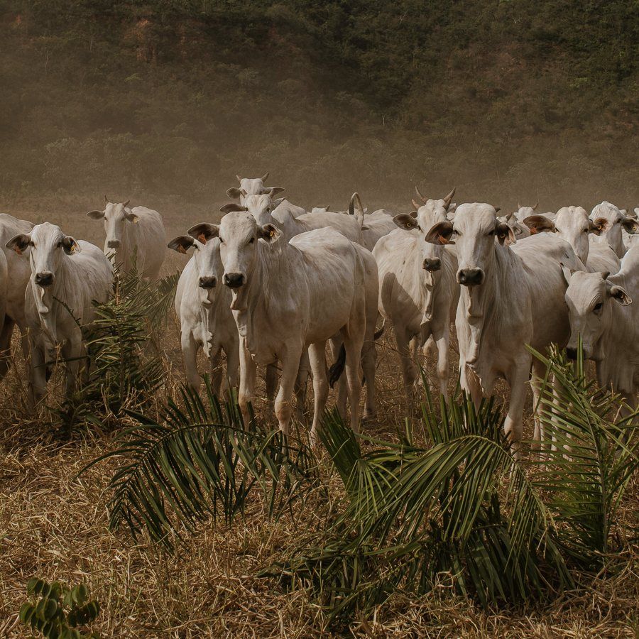 Herd of Nelore cattle standing on dry pasture with hills behind
